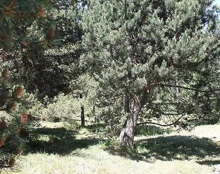 Chalet * Bolquere Pyrenees 2000